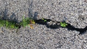crack-sealing-McHenry-IL